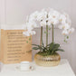 White Orchid Plant In Gold Pot (5 variations)