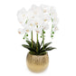 White Orchid Plant In Gold Pot (5 variations)